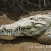 crocodile_american_tar_h_1503_cos2506.jpg